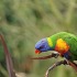 Comment apprendre à reconnaître un chant d’oiseau ?