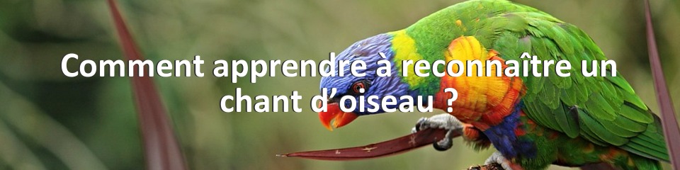 Comment apprendre à reconnaître un chant d’oiseau ?