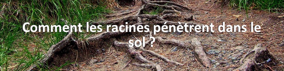 Comment les racines pénètrent dans le sol ?