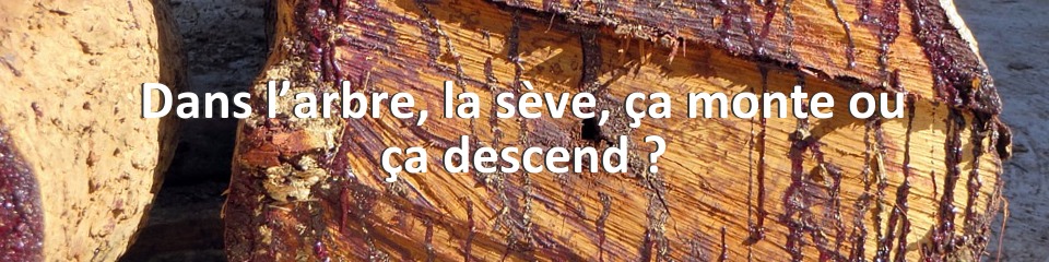 Dans l’arbre, la sève, ça monte ou ça descend ?