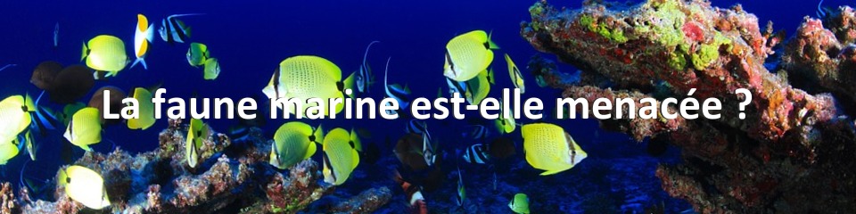 La faune marine est-elle menacée ?