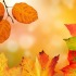 Pourquoi les feuilles tombent-elles en automne ?