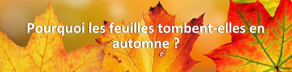 Pourquoi les feuilles tombent-elles en automne ?