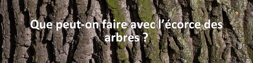 Que peut-on faire avec l’écorce des arbres ?