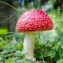 Quel est le champignon le plus dangereux ?