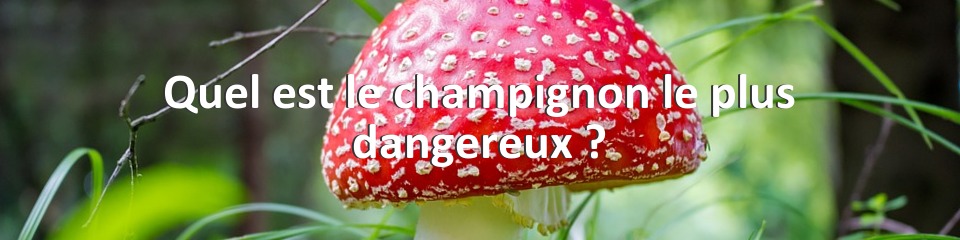 Quel est le champignon le plus dangereux ?