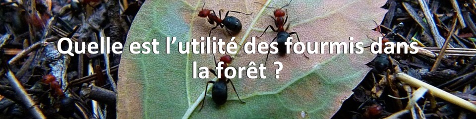 Quelle est l’utilité des fourmis dans la forêt ?