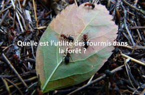 Quelle est l’utilité des fourmis dans la forêt ?