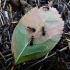 Quelle est l’utilité des fourmis dans la forêt ?