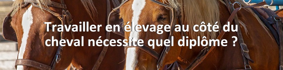 Travailler en élevage au côté du cheval nécessite quel diplôme ?