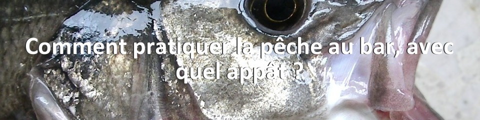 Comment pratiquer la pêche au bar, avec quel appât ?