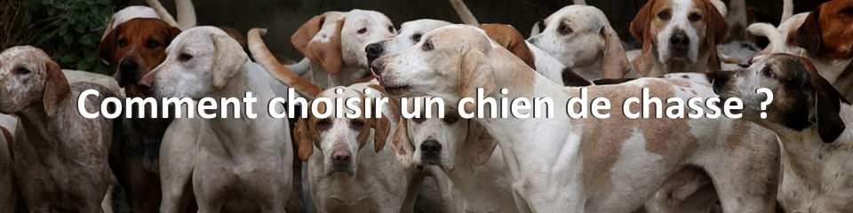 Comment choisir un chien de chasse ?