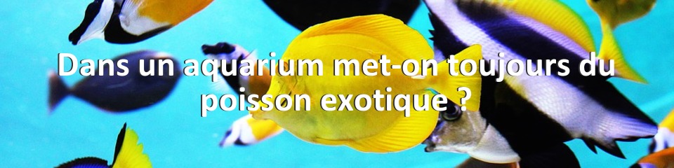 Dans un aquarium met-on toujours du poisson exotique ?