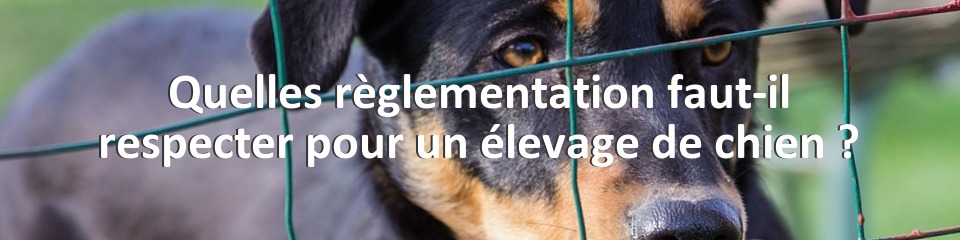Quelles règlementation faut-il respecter pour un élevage de chien ?