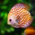 Quels conseils puis-je avoir avant l’achat d’un poisson d’aquarium ?