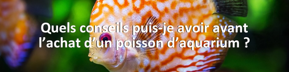 Quels conseils puis-je avoir avant l’achat d’un poisson d’aquarium ?