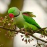 Un oiseau exotique peut-il s’acclimater en France ?