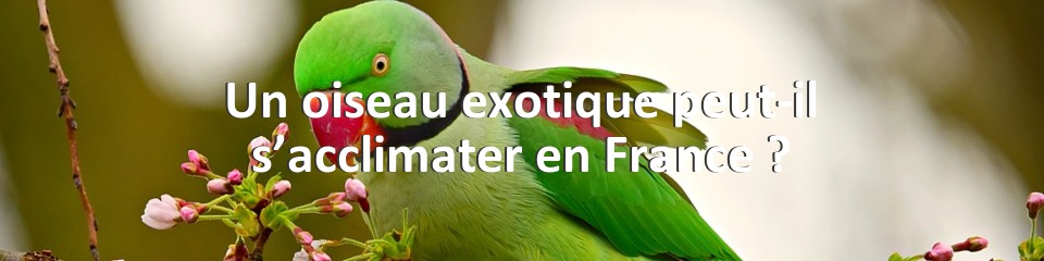 Un oiseau exotique peut-il s’acclimater en France ?