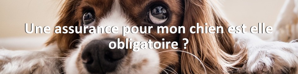 Une assurance pour mon chien est elle obligatoire ?